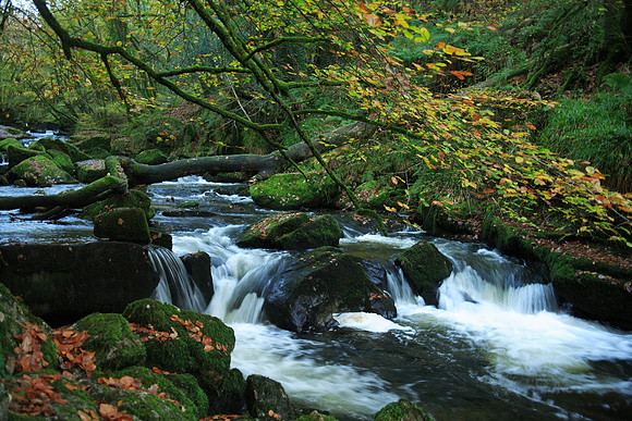 Autumn stream